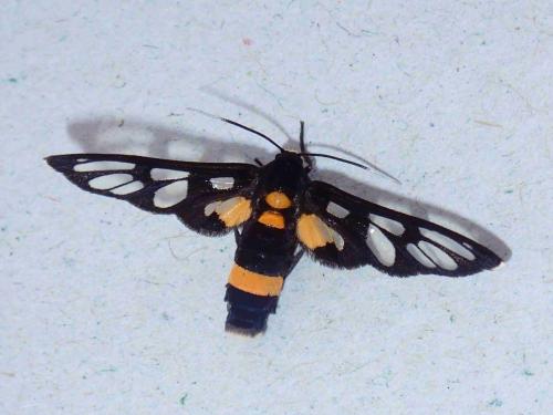 Réf. 222 897 : Amata sperbius